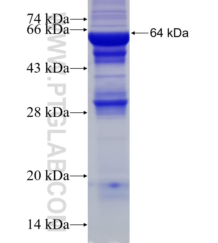 DNAJC11 fusion protein Ag11310 SDS-PAGE