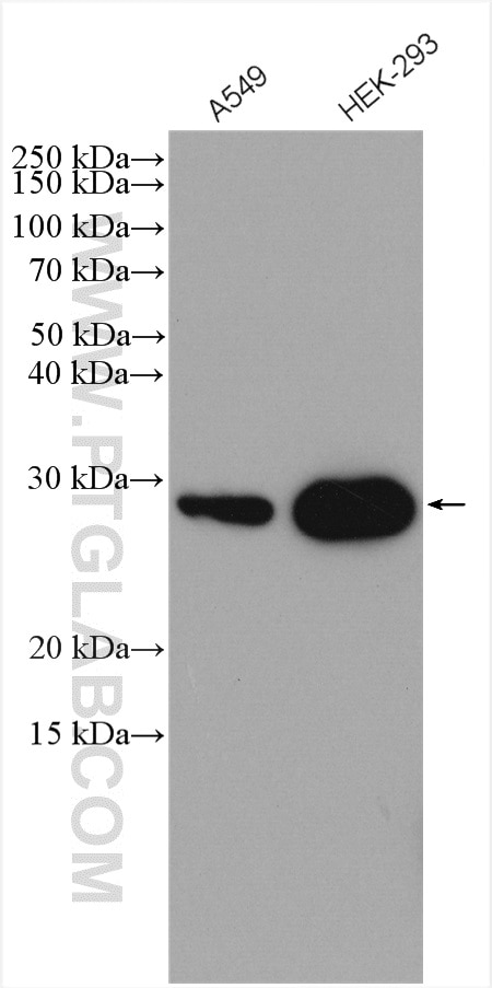 Western Blot (WB) analysis of various lysates using DNAJC12 Polyclonal antibody (12338-1-AP)