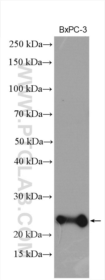 Western Blot (WB) analysis of BxPC-3 cells using DNAJC12 Polyclonal antibody (12338-1-AP)