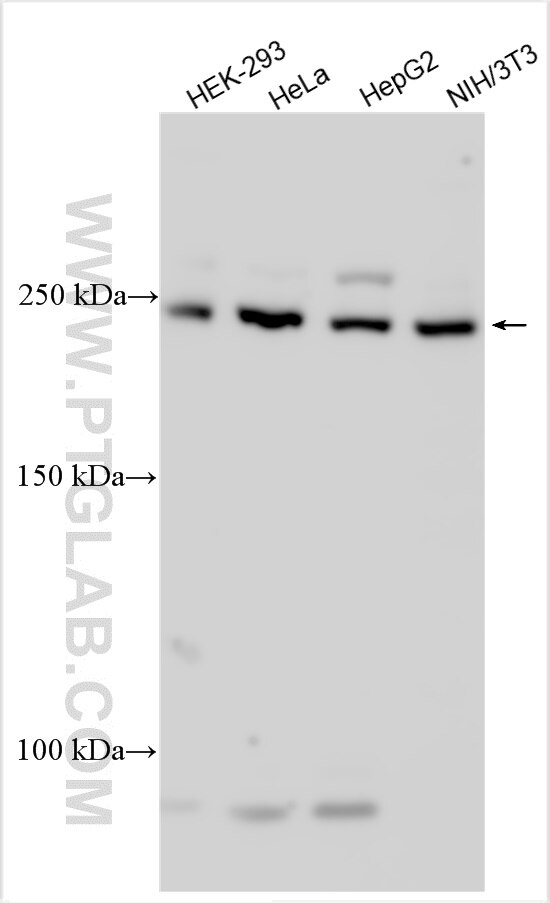 Western Blot (WB) analysis of various lysates using DNAJC13 Polyclonal antibody (31492-1-AP)