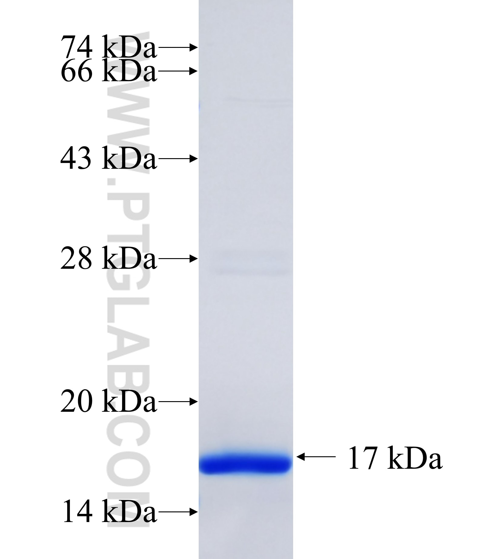 DNAJC13 fusion protein Ag35504 SDS-PAGE