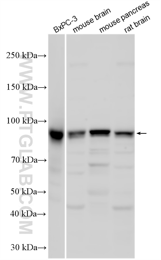 WB analysis using 15480-1-AP Western Blot (WB) analysis of various lysates using DNAJC14 Polyclonal antibody (15480-1-AP)