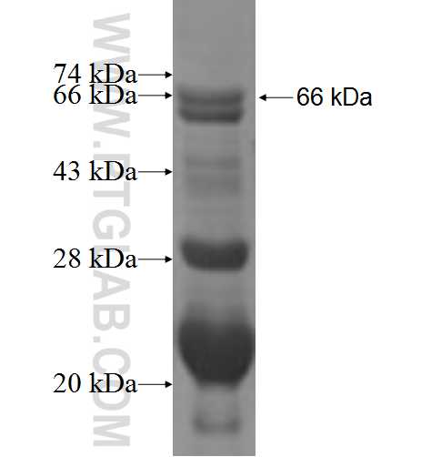 DNAJC14 fusion protein Ag2893 SDS-PAGE