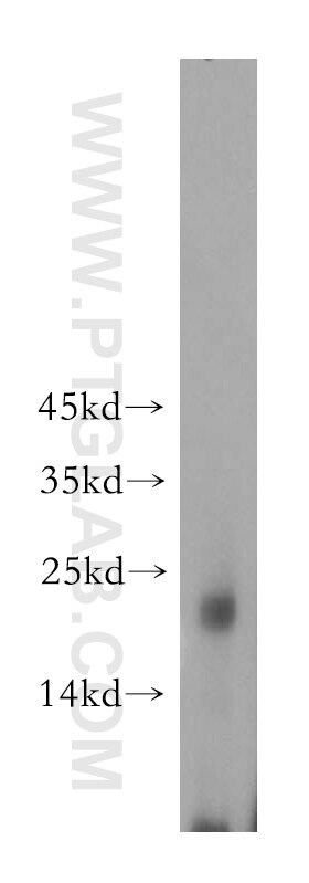 Western Blot (WB) analysis of mouse liver tissue using DNAJC15 Polyclonal antibody (16063-1-AP)