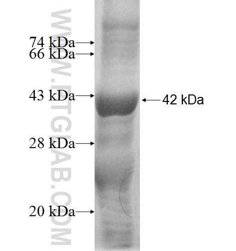 DNAJC15 fusion protein Ag8911 SDS-PAGE
