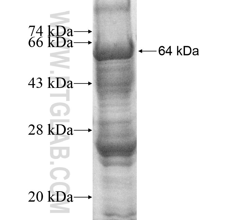 DNAJC16 fusion protein Ag11513 SDS-PAGE