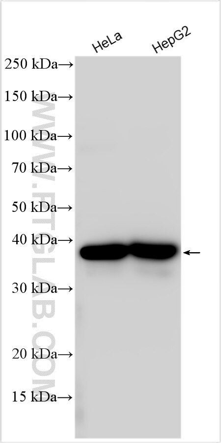Western Blot (WB) analysis of various lysates using DNAJC17 Polyclonal antibody (31580-1-AP)