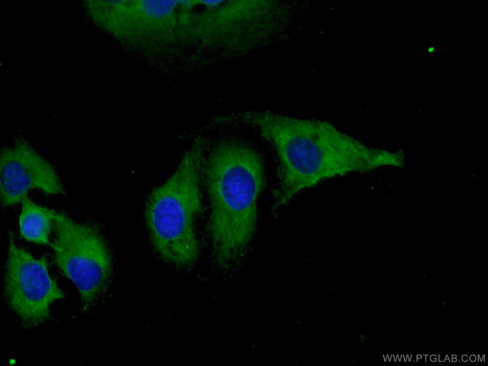 Immunofluorescence (IF) / fluorescent staining of U2OS cells using DNAJC18 Polyclonal antibody (25162-1-AP)