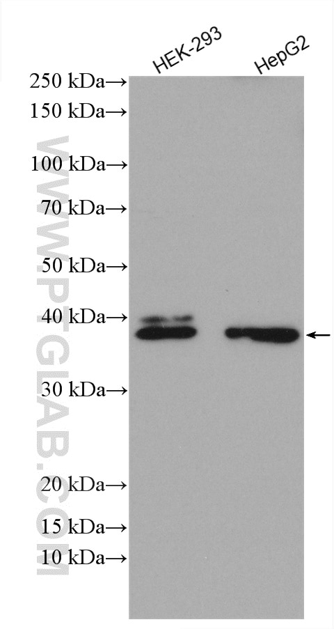 Western Blot (WB) analysis of various lysates using DNAJC18 Polyclonal antibody (25162-1-AP)