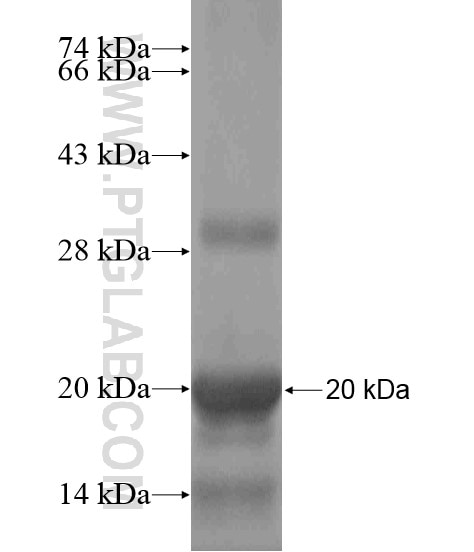 DNAJC18 fusion protein Ag18711 SDS-PAGE