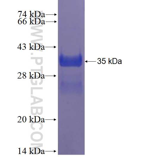 DNAJC19 fusion protein Ag2739 SDS-PAGE