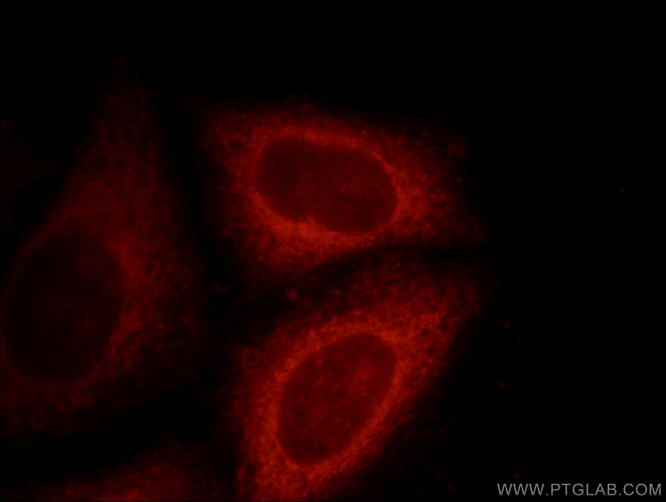 Immunofluorescence (IF) / fluorescent staining of HepG2 cells using DNAJC2/MPP11 Polyclonal antibody (11971-1-AP)