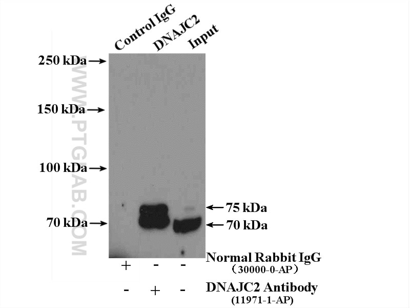 Immunoprecipitation (IP) experiment of mouse liver tissue using DNAJC2/MPP11 Polyclonal antibody (11971-1-AP)