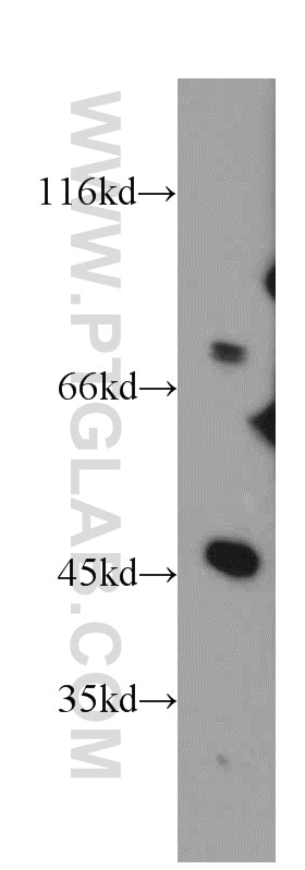 Western Blot (WB) analysis of HEK-293 cells using DNAJC2/MPP11 Polyclonal antibody (11971-1-AP)