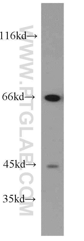 Western Blot (WB) analysis of PC-3 cells using DNAJC2/MPP11 Polyclonal antibody (11971-1-AP)