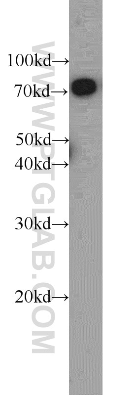 Western Blot (WB) analysis of HEK-293 cells using DNAJC2/MPP11 Polyclonal antibody (11971-1-AP)