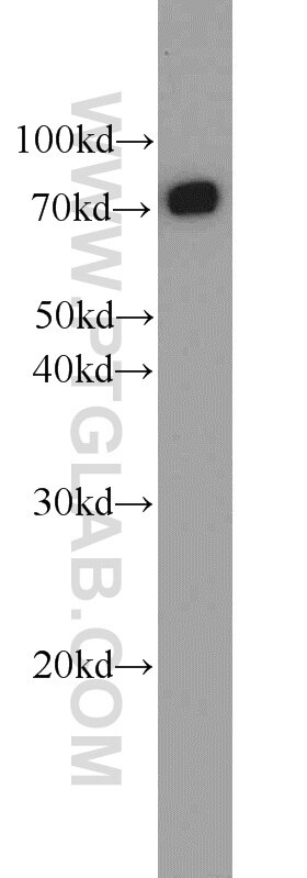 Western Blot (WB) analysis of HEK-293 cells using DNAJC2/MPP11 Polyclonal antibody (11971-1-AP)