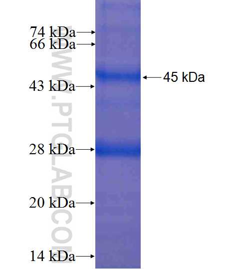 MPP11 fusion protein Ag2594 SDS-PAGE