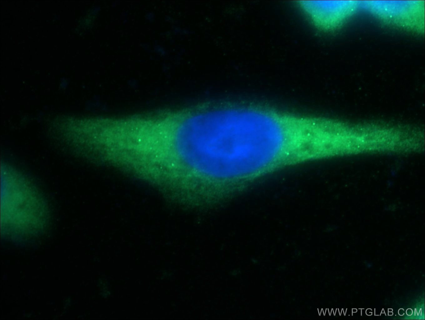 Immunofluorescence (IF) / fluorescent staining of HeLa cells using DNAJC21 Polyclonal antibody (23411-1-AP)