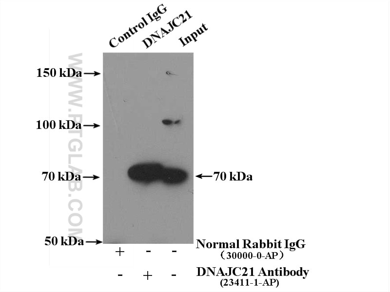 Immunoprecipitation (IP) experiment of HEK-293 cells using DNAJC21 Polyclonal antibody (23411-1-AP)