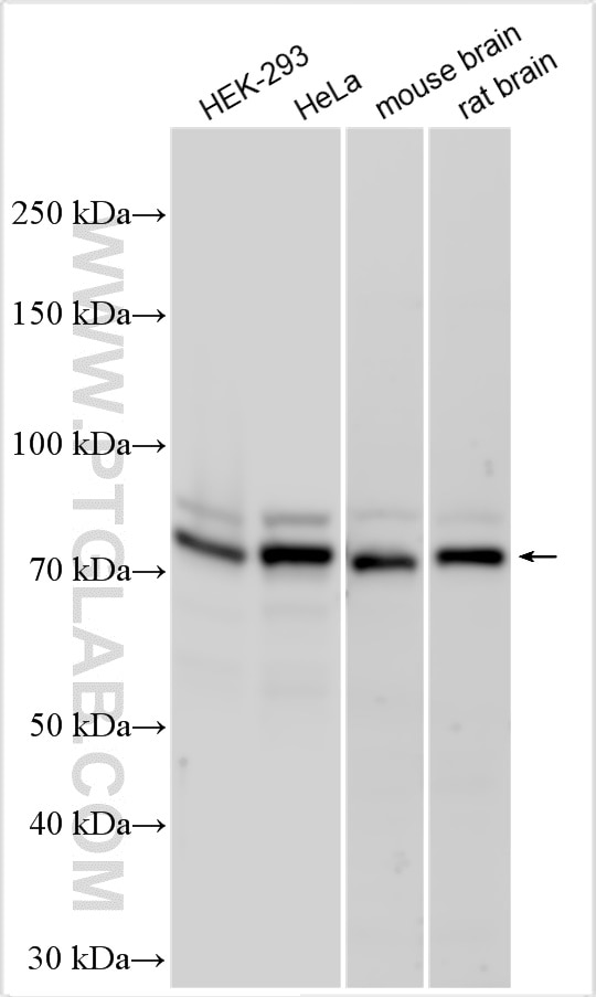 Western Blot (WB) analysis of various lysates using DNAJC21 Polyclonal antibody (23411-1-AP)
