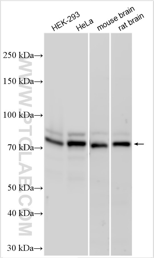 Western Blot (WB) analysis of various lysates using DNAJC21 Polyclonal antibody (23411-1-AP)