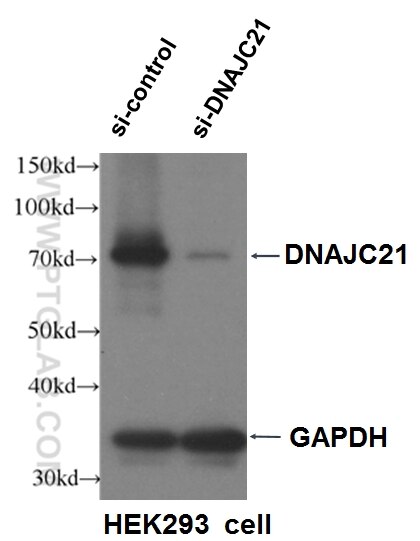 Western Blot (WB) analysis of HEK-293 cells using DNAJC21 Polyclonal antibody (23411-1-AP)
