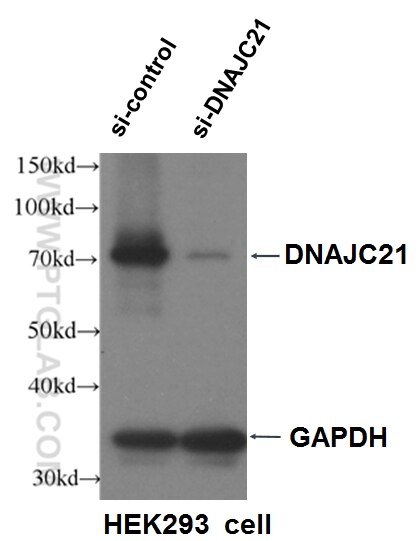 WB analysis of HEK-293 using 23411-1-AP