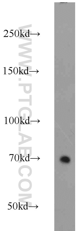 Western Blot (WB) analysis of HeLa cells using DNAJC21 Polyclonal antibody (23411-1-AP)