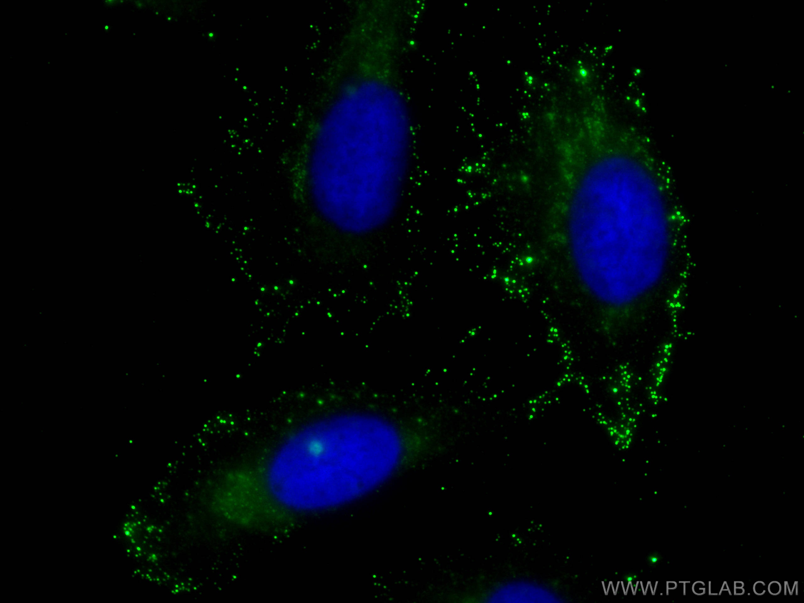 Immunofluorescence (IF) / fluorescent staining of U2OS cells using DNAJC21 Monoclonal antibody (68343-1-Ig)