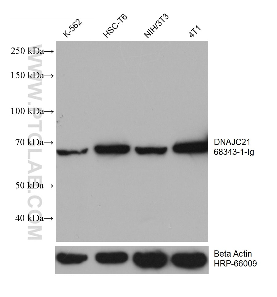 Western Blot (WB) analysis of various lysates using DNAJC21 Monoclonal antibody (68343-1-Ig)