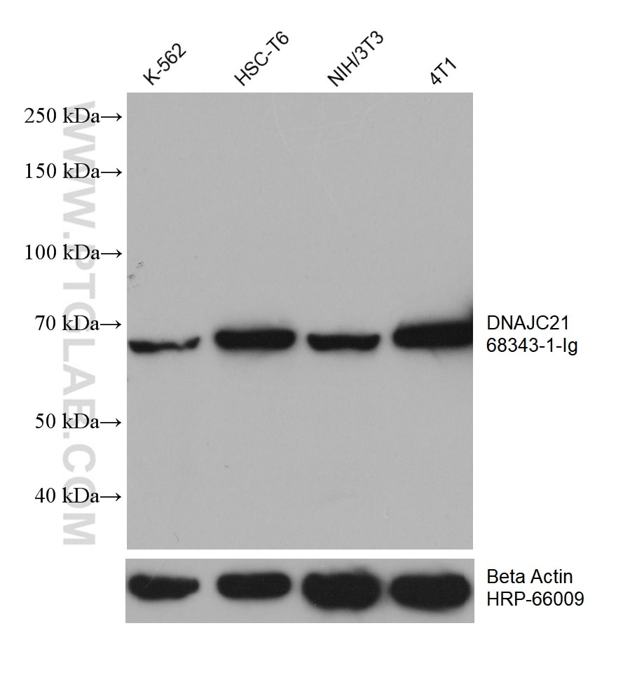WB analysis using 68343-1-Ig