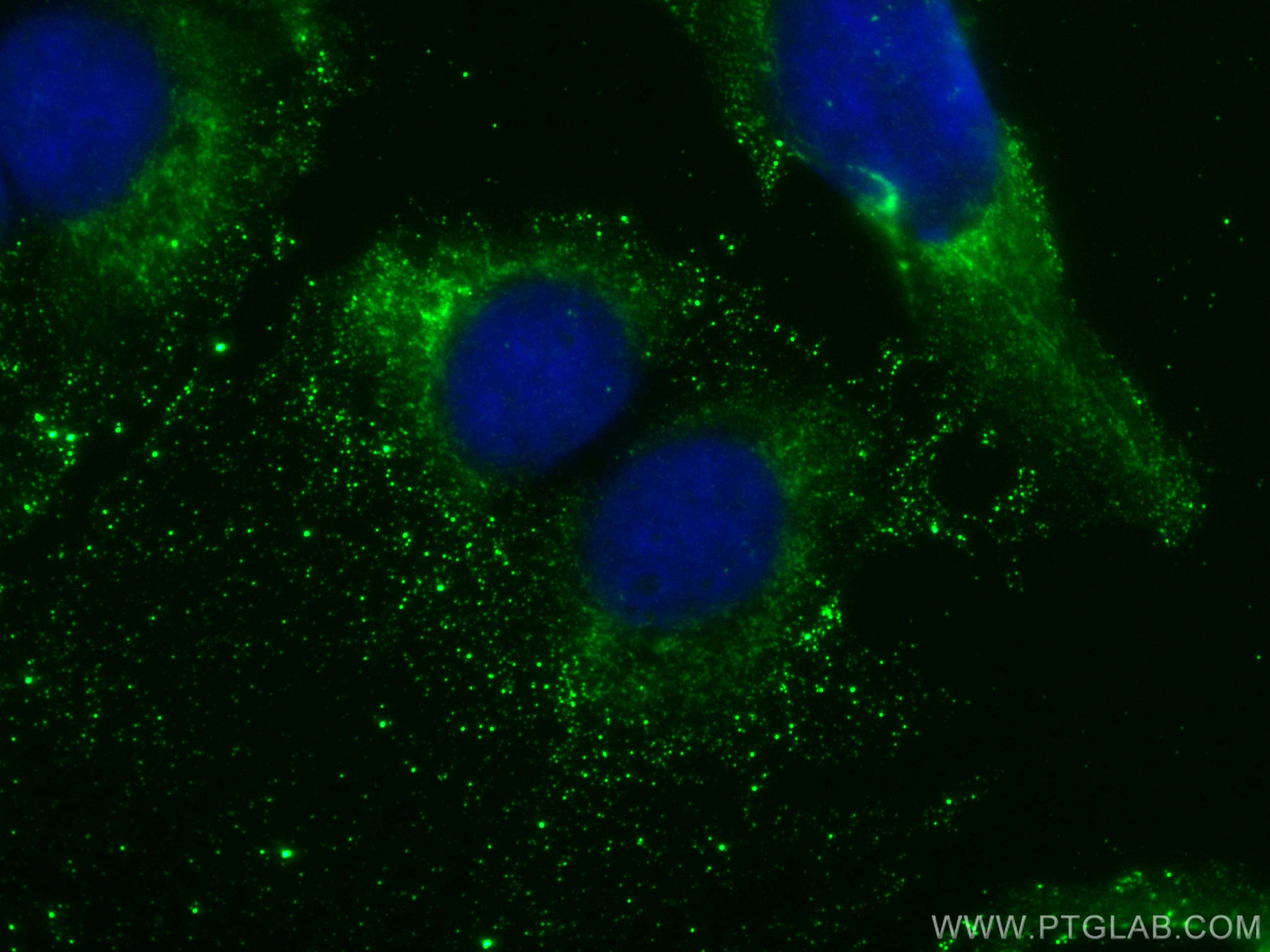 IF Staining of U2OS using CL488-68343