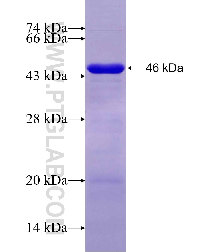 DNAJC21 fusion protein Ag20003 SDS-PAGE
