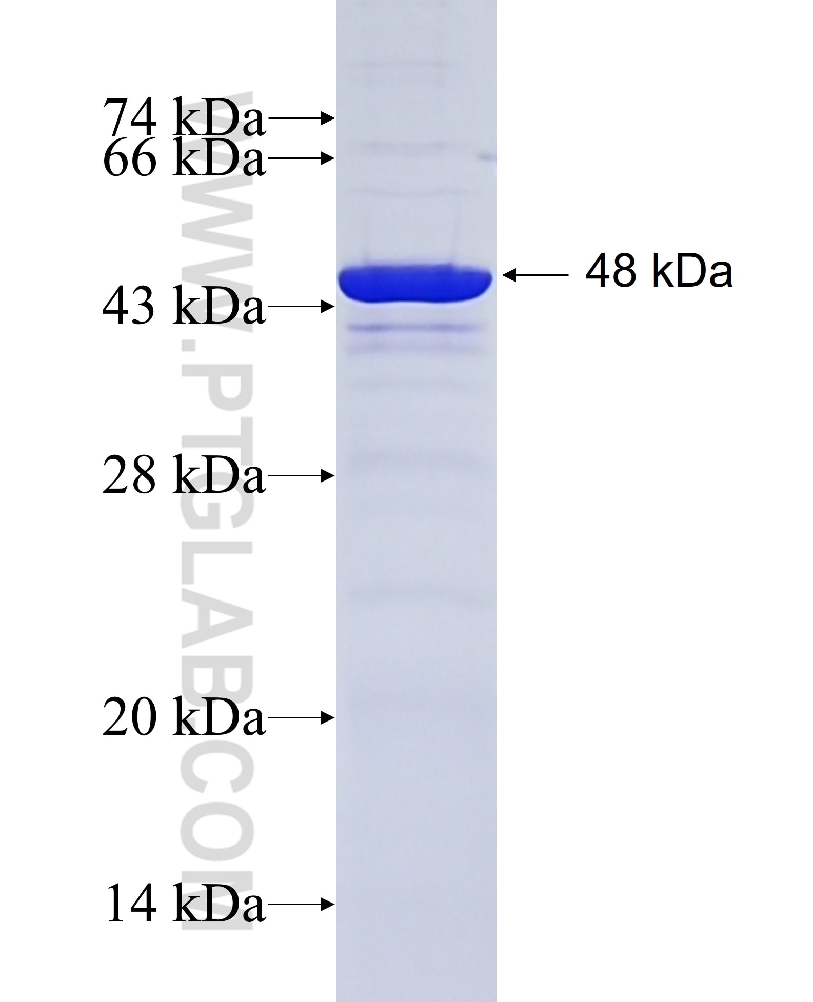 DNAJC21 fusion protein Ag20003 SDS-PAGE