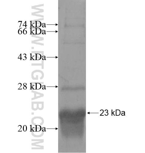 DNAJC24 fusion protein Ag12075 SDS-PAGE