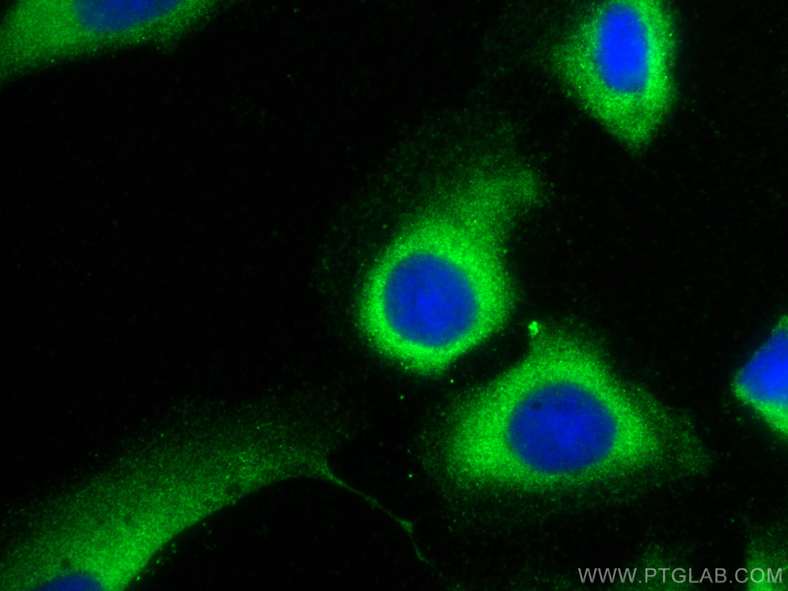 Immunofluorescence (IF) / fluorescent staining of U2OS cells using DNAJC25 Polyclonal antibody (26229-1-AP)