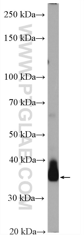 Western Blot (WB) analysis of human placenta tissue using DNAJC25 Polyclonal antibody (26229-1-AP)
