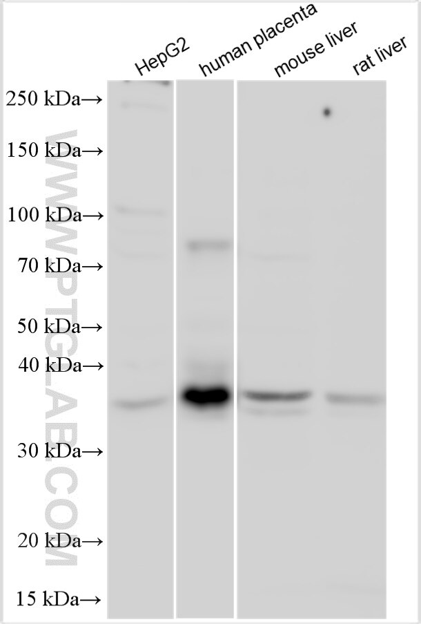 Western Blot (WB) analysis of various lysates using DNAJC25 Polyclonal antibody (26229-1-AP)