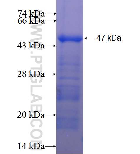 DNAJC25 fusion protein Ag23760 SDS-PAGE