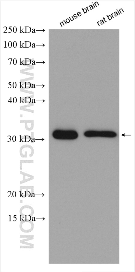 Western Blot (WB) analysis of various lysates using DNAJC27 Polyclonal antibody (17043-1-AP)