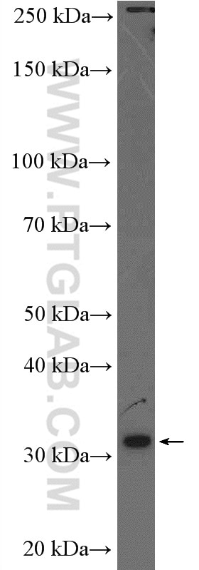 WB analysis of HeLa using 17043-1-AP