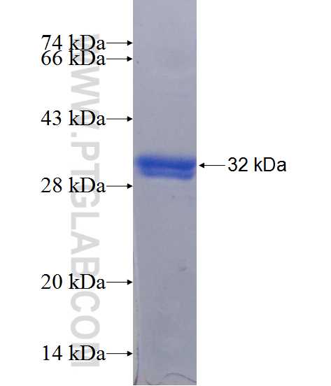 DNAJC27 fusion protein Ag11005 SDS-PAGE