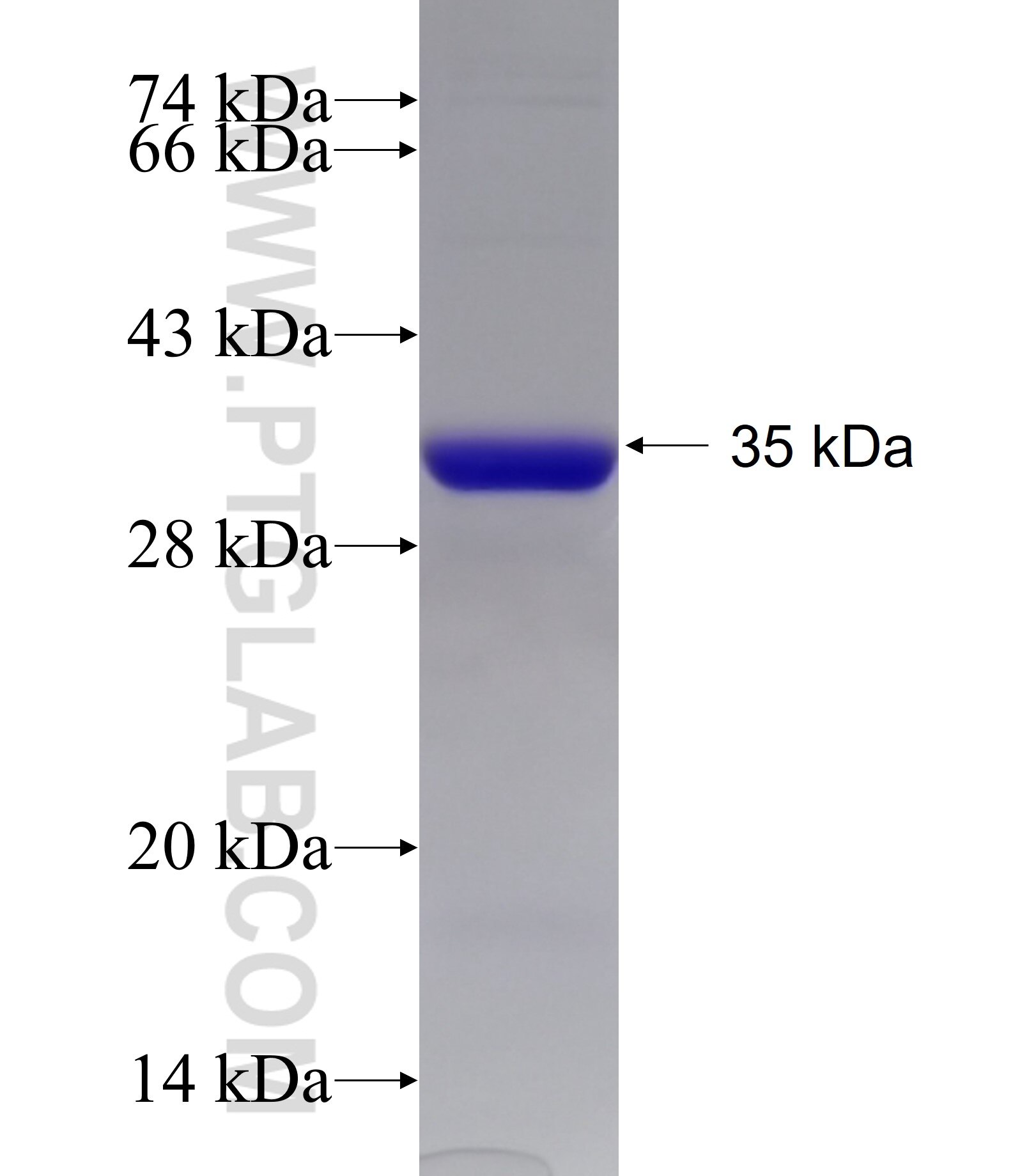 DNAJC27 fusion protein Ag11005 SDS-PAGE