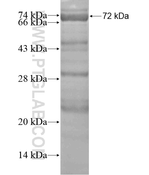 DNAJC28 fusion protein Ag20482 SDS-PAGE