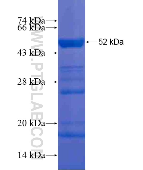 DNAJC28 fusion protein Ag20486 SDS-PAGE