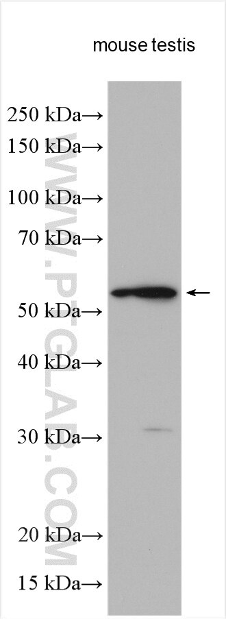 Western Blot (WB) analysis of various lysates using DNAJC3 Polyclonal antibody (26721-1-AP)