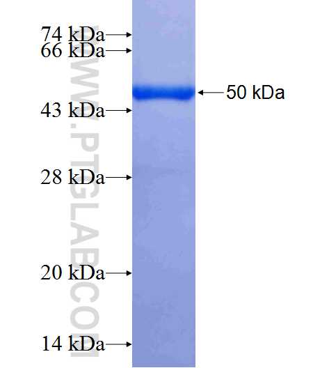 DNAJC3 fusion protein Ag24966 SDS-PAGE