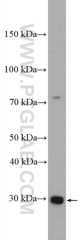 Western Blot (WB) analysis of MCF-7 cells using DNAJC4 Polyclonal antibody (13853-1-AP)