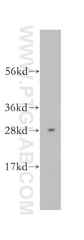 Western Blot (WB) analysis of HepG2 cells using DNAJC4 Polyclonal antibody (13853-1-AP)